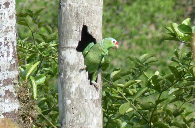  Birds of Boca Tapada 