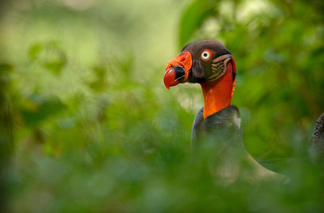  King Vulture 